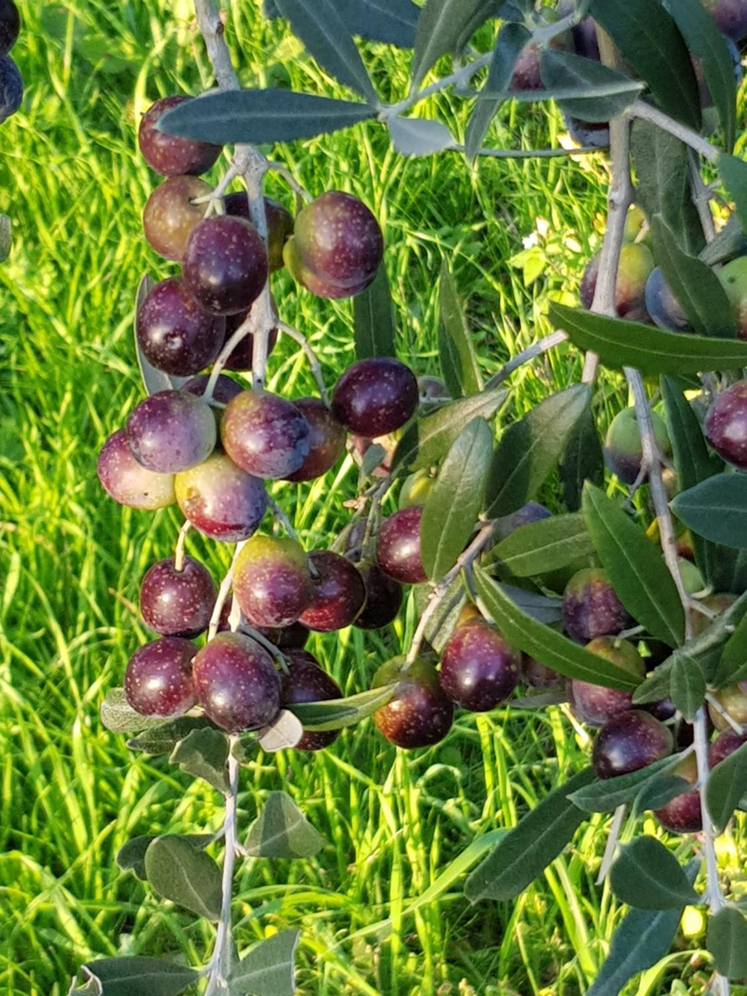 Limite Agriturismo Podere Casalone מראה חיצוני תמונה